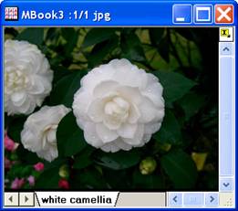 Image:imgAutoLevel_help_English_files_image002.jpg
