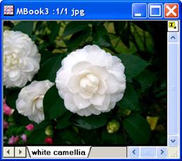 Image:imgAutoLevel_help_English_files_image004.jpg