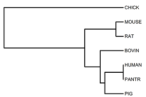 Phylogenetic Tree