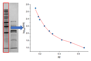 Gel Molecular Weight Analyzer
